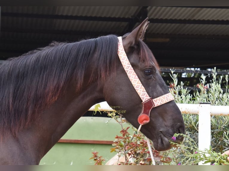 Andalusian Mare 4 years 15,2 hh Black in Provinz Malaga