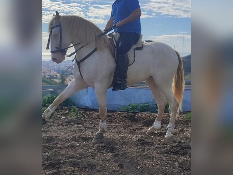 Andalusian Mare 4 years 15,2 hh Perlino in Carde&#xF1;a