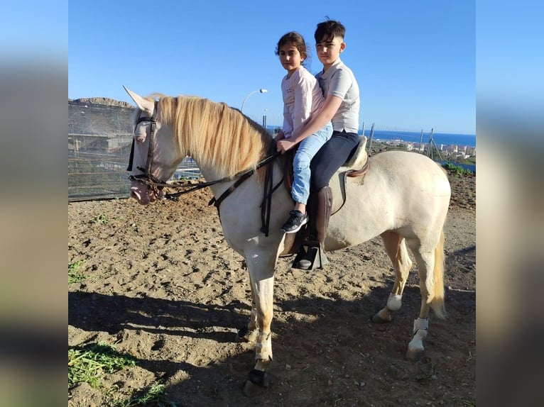 Andalusian Mare 4 years 15,2 hh Perlino in Carde&#xF1;a