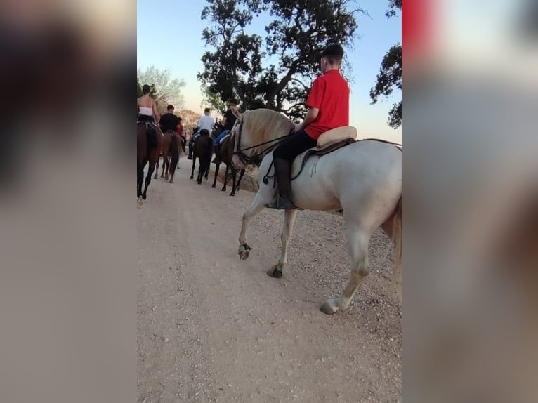 Andalusian Mare 4 years 15,2 hh Perlino in Carde&#xF1;a