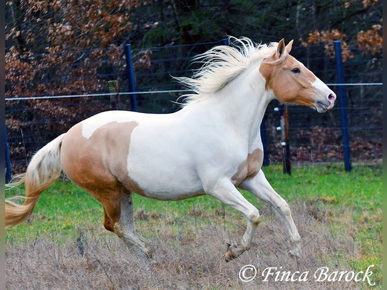 Andalusian Mix Mare 4 years 15,2 hh Pinto in Wiebelsheim