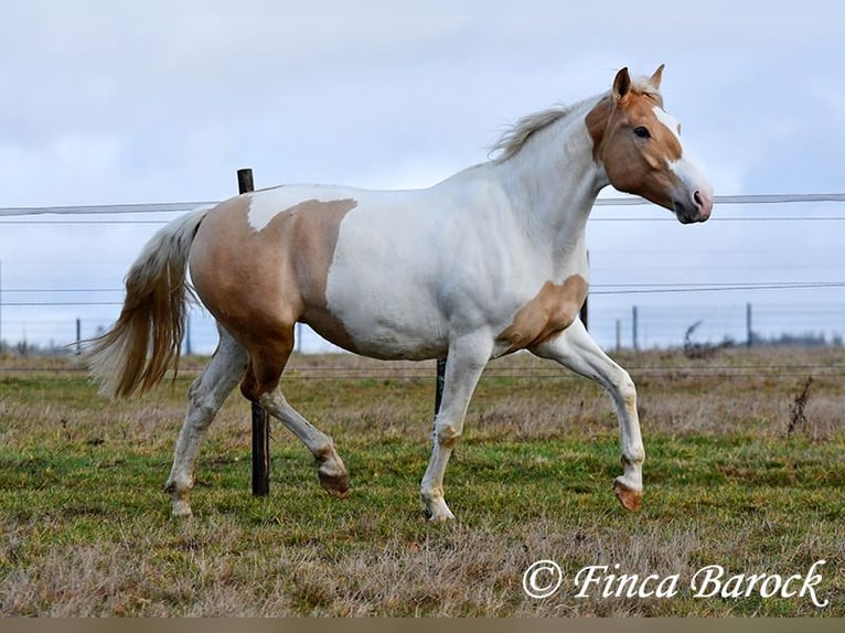 Andalusian Mix Mare 4 years 15,2 hh Pinto in Wiebelsheim