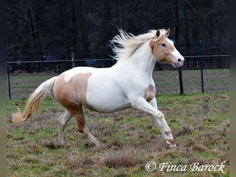 Andalusian Mix Mare 4 years 15,2 hh Pinto in Wiebelsheim