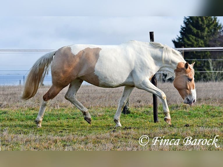 Andalusian Mix Mare 4 years 15,2 hh Pinto in Wiebelsheim