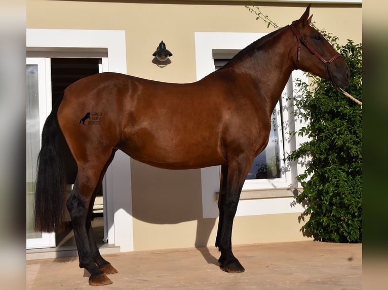 Andalusian Mare 4 years 16,2 hh Brown in Menorca