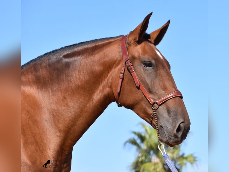 Andalusian Mare 4 years 16,2 hh Brown in Menorca