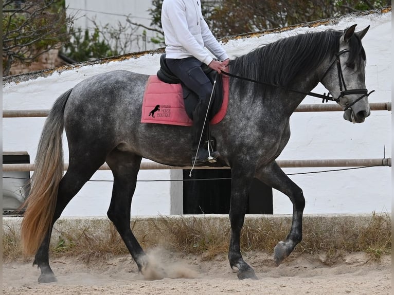 Andalusian Mare 4 years 16.2 hh Grey in Menorca