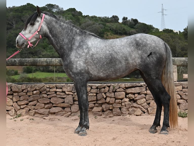 Andalusian Mare 4 years 16.2 hh Grey in Menorca