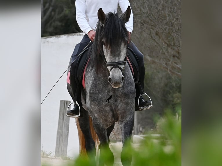 Andalusian Mare 4 years 16.2 hh Grey in Menorca