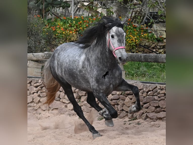 Andalusian Mare 4 years 16.2 hh Grey in Menorca