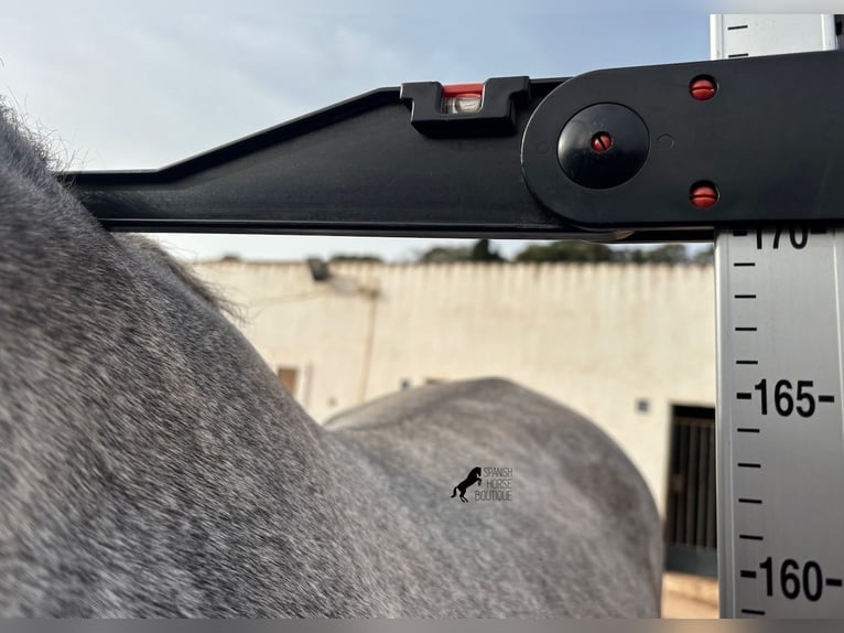 Andalusian Mare 4 years 16.2 hh Grey in Menorca