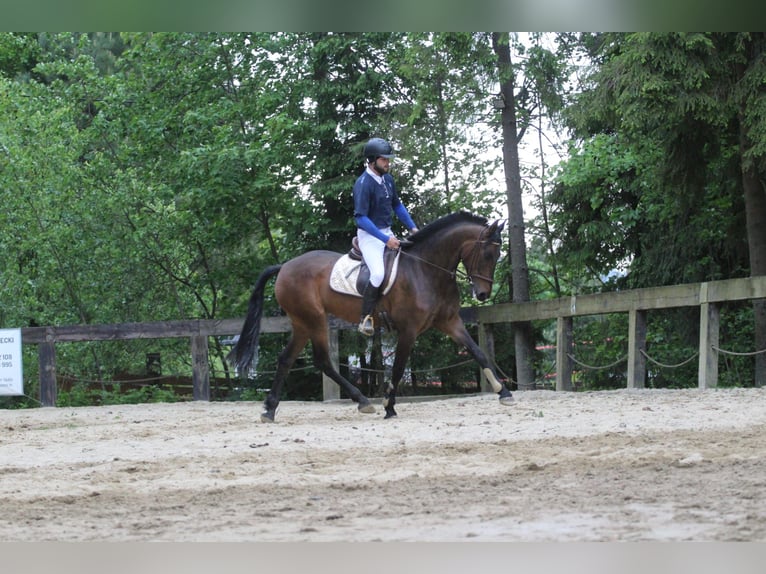 Andalusian Mare 4 years 16 hh Bay-Dark in Gronków