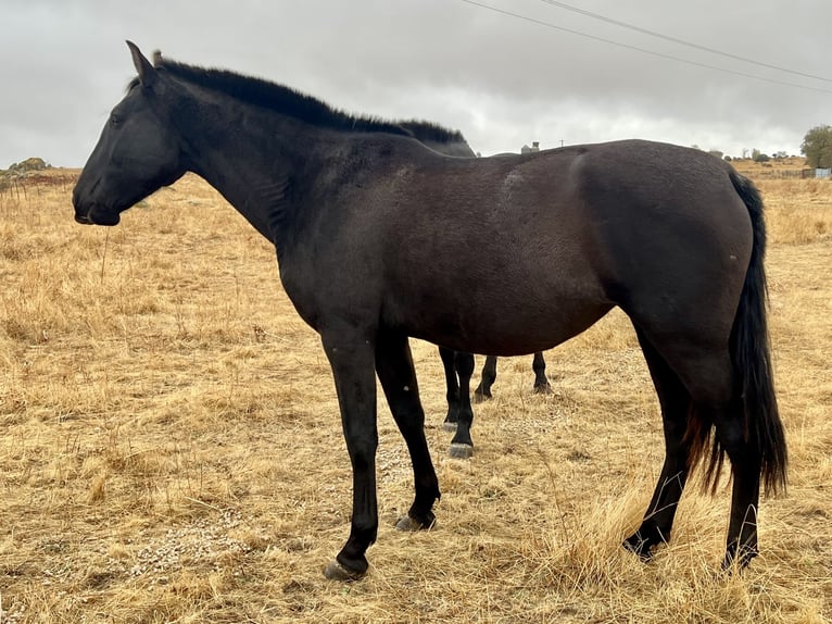 Andalusian Mare 4 years 16 hh Black in EspirdoTizneros
