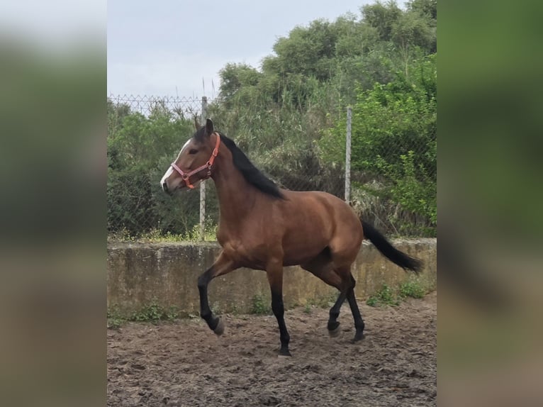 Andalusian Mare 4 years 16 hh Brown in Offenburg