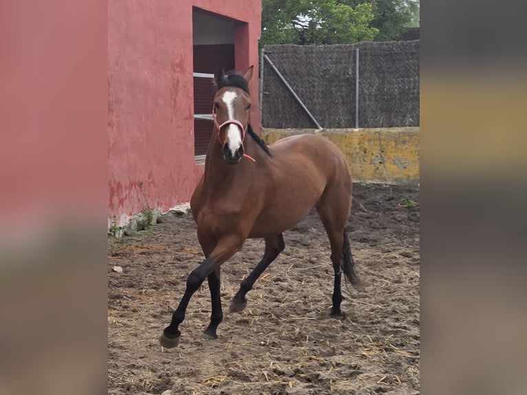 Andalusian Mare 4 years 16 hh Brown in Offenburg
