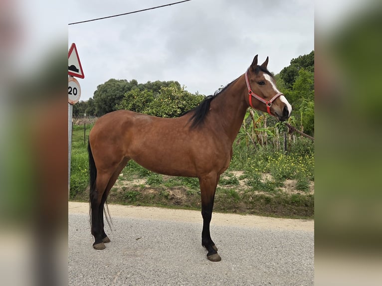 Andalusian Mare 4 years 16 hh Brown in Offenburg
