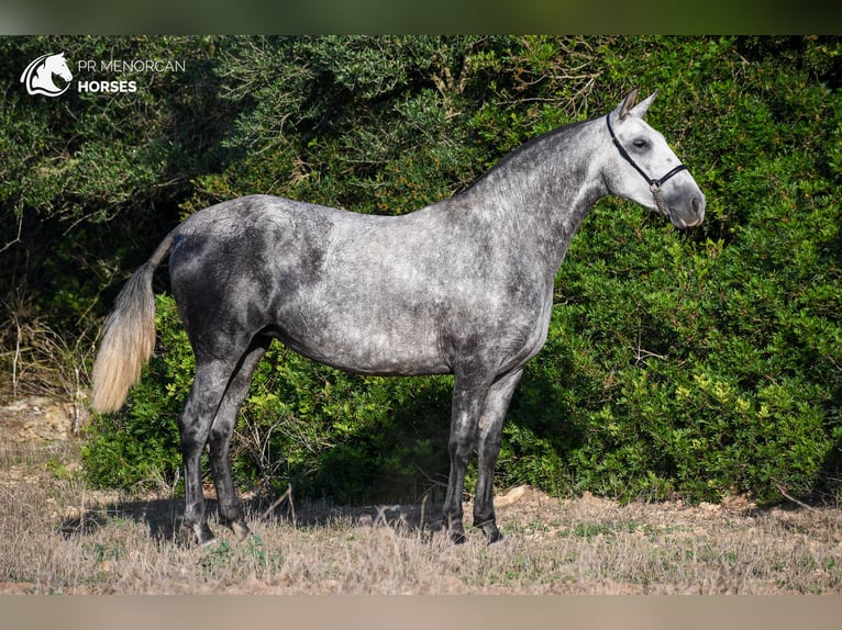 Andalusian Mare 4 years 16 hh Gray in Manresa