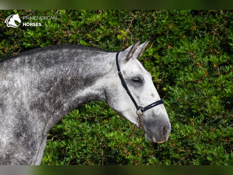 Andalusian Mare 4 years 16 hh Gray in Manresa