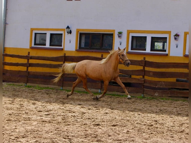 Andalusian Mare 4 years 16 hh Palomino in Polenz