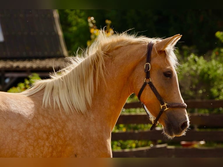 Andalusian Mare 4 years 16 hh Palomino in Polenz