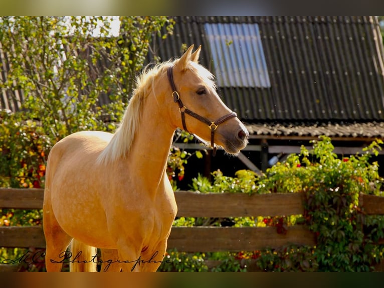 Andalusian Mare 4 years 16 hh Palomino in Polenz