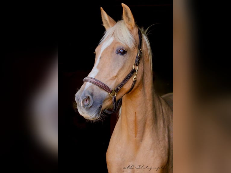 Andalusian Mare 4 years 16 hh Palomino in Polenz