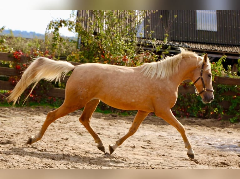Andalusian Mare 4 years 16 hh Palomino in Polenz