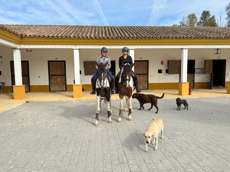 Andalusian Mare 4 years 16 hh Tobiano-all-colors in Cadiz