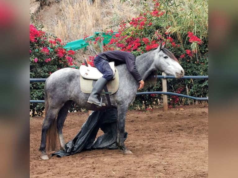 Andalusian Mare 5 years 14.2 hh Grey in Adra Almeria