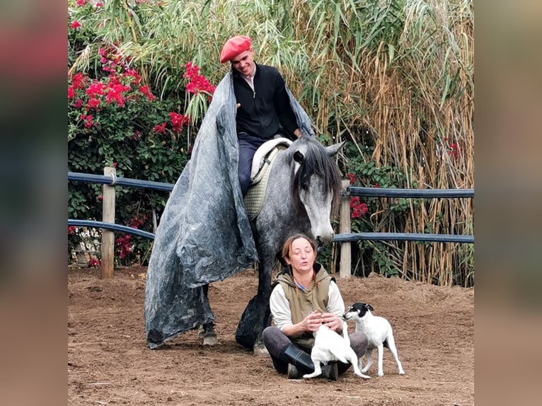 Andalusian Mare 5 years 14.2 hh Grey in Adra Almeria