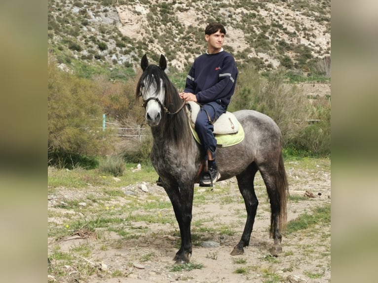 Andalusian Mare 5 years 14.2 hh Grey in Adra Almeria