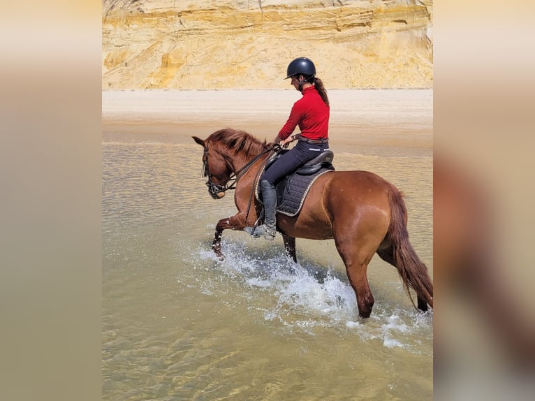 Andalusian Mare 5 years 14.3 hh Chestnut-Red in Almonte