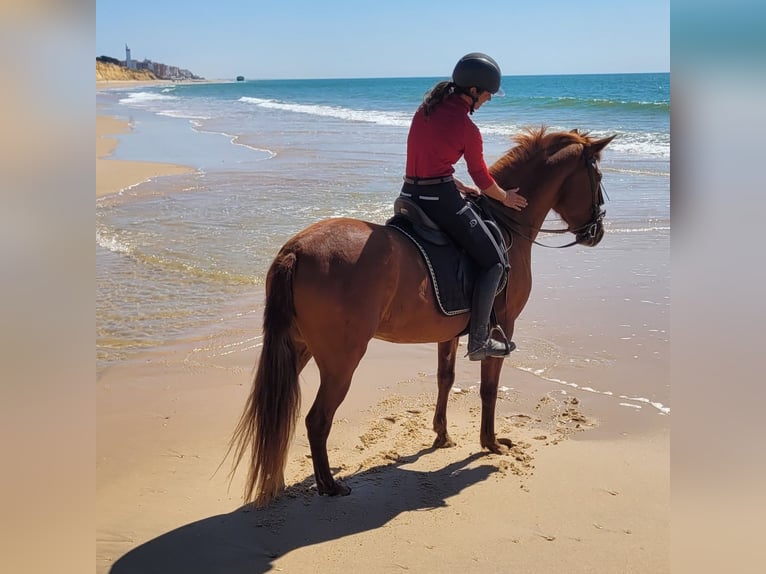 Andalusian Mare 5 years 14.3 hh Chestnut-Red in Almonte