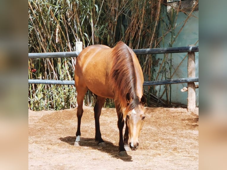Andalusian Mare 5 years 14,1 hh Buckskin in Adra Almeria