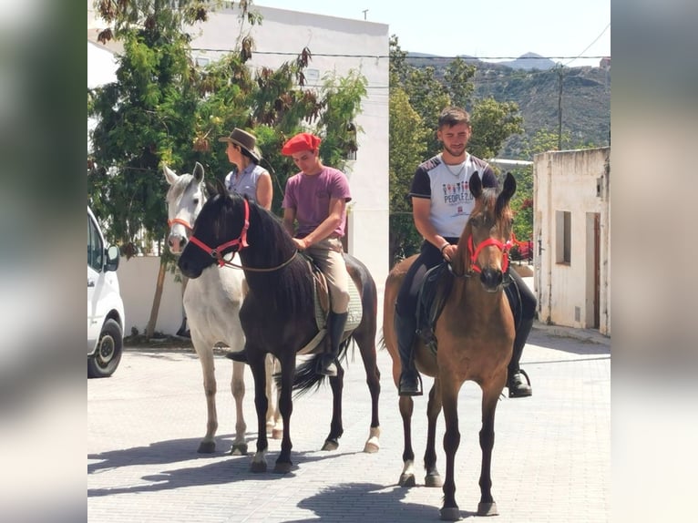 Andalusian Mare 5 years 14,1 hh Buckskin in Adra Almeria
