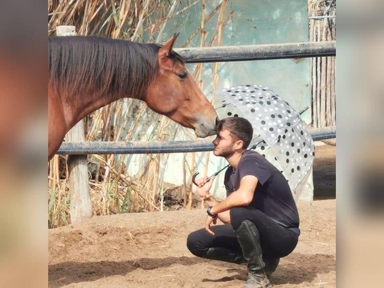 Andalusian Mare 5 years 14,2 hh Brown in Adra Almeria Andalusian Mare 5 years 14,2 hh Brown in Adra Almeria