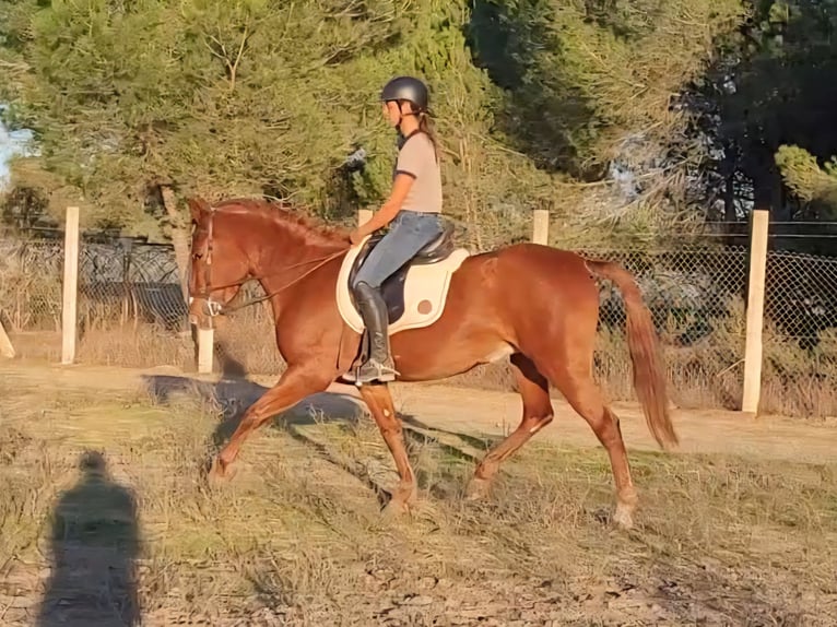Andalusian Mare 5 years 14,2 hh Chestnut-Red in Almonte