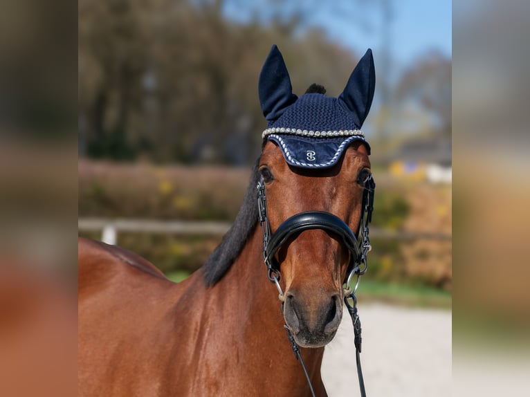 Andalusian Mare 5 years 14,3 hh Brown in Neustadt (Wied)