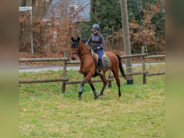 Andalusian Mare 5 years 14,3 hh Brown in Neustadt (Wied)