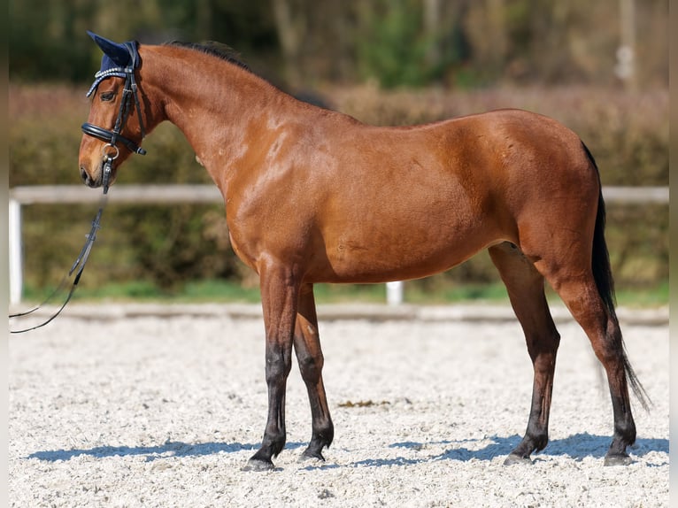 Andalusian Mare 5 years 14,3 hh Brown in Neustadt (Wied)