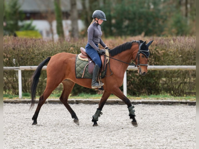 Andalusian Mare 5 years 14,3 hh Brown in Neustadt (Wied)