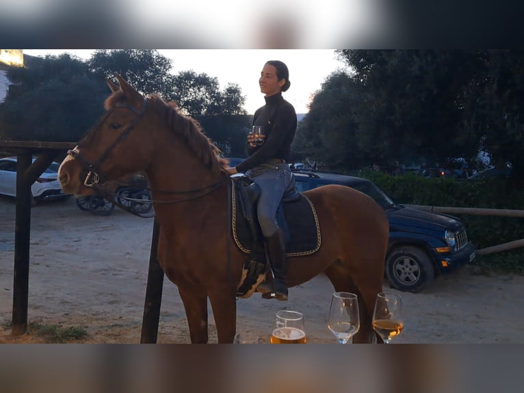 Andalusian Mare 5 years 14,3 hh Chestnut-Red in Almonte