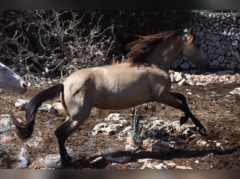 Andalusian Mare 5 years 15,1 hh Dun in Mallorca