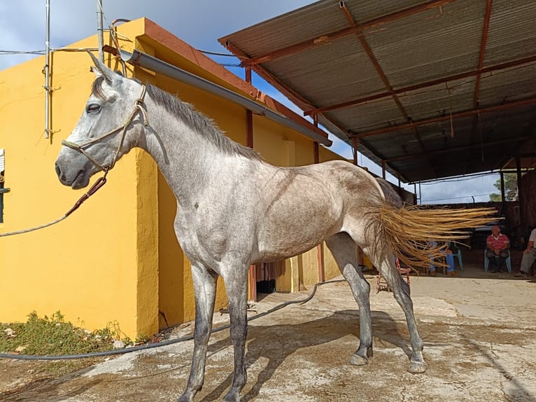 Andalusian Mare 5 years 15,1 hh Gray in Jerez De La Frontera