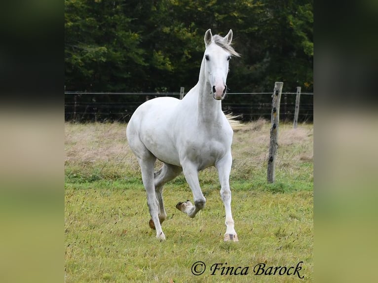 Andalusian Mare 5 years 15,1 hh Gray in Wiebelsheim