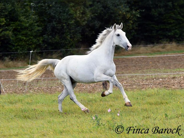 Andalusian Mare 5 years 15,1 hh Gray in Wiebelsheim