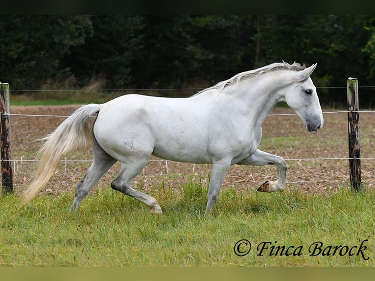 Andalusian Mare 5 years 15,1 hh Gray in Wiebelsheim