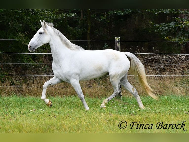 Andalusian Mare 5 years 15,1 hh Gray in Wiebelsheim