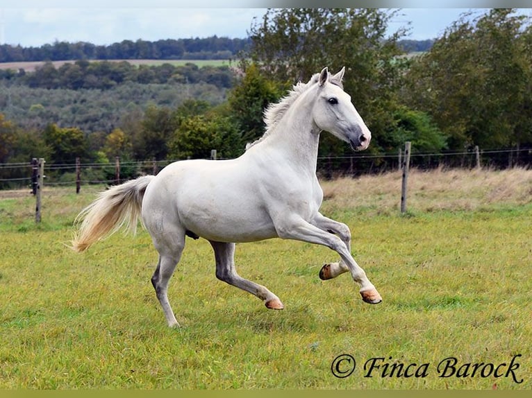 Andalusian Mare 5 years 15,1 hh Gray in Wiebelsheim