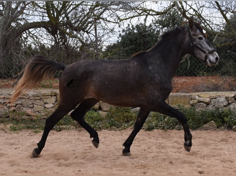 Andalusian Mare 5 years 15,1 hh Gray in Mallorca